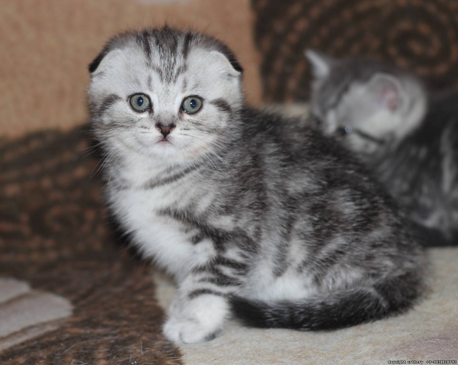 Where can you adopt a Scottish Fold cat?