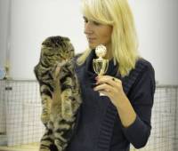 Gr.Int.Ch.Richmond Scottish fold (n22)