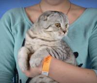 DayNight Gasmin Int.Ch. Scottish Fold