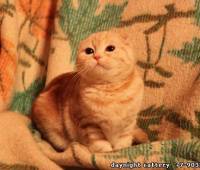 female kitten (sfs ds 2203)