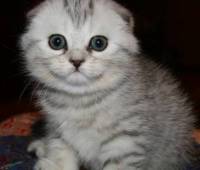 male scottish fold kitten for sale sfs ns 24 show