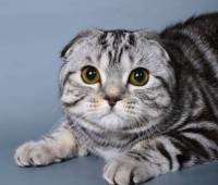 Day&Night Vesta Scottish fold silver marble(ns22)