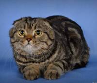 Gr.Int.Ch.Richmond Scottish fold (n22)