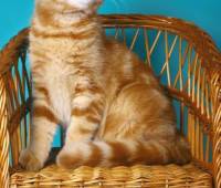 DayNight Rudolf Int. Ch. Scottish Fold male(sfs d)