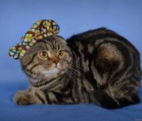 Gr.Int.Ch.Richmond Scottish fold (n22)