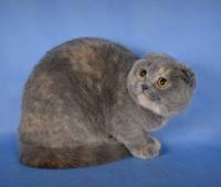 Gr.Int.Ch.Basj Scottish Fold (g)