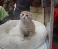 Day&Night Art Love  Scottish Fold (ds 22 03)