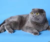 scottish fold male color blue (sfs a)