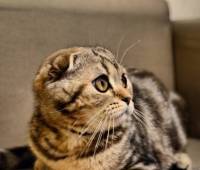 DayNight Juci Gr.Int.Ch. Scottish fold (f22)