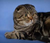 Gr.Int.Ch.Richmond Scottish fold (n22)