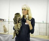 Gr.Int.Ch.Richmond Scottish fold (n22)