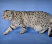 DayNight Gasmin Int.Ch. Scottish Fold