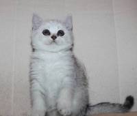 Scottish straight female kitten silver shated