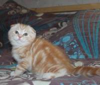 Male kitten red-silver marble bi-colour