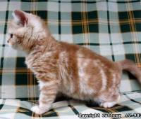 male kitten red marble on white bi-colour
