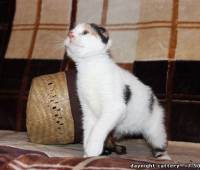 Scottish fold female kitty colour torti-harlequin
