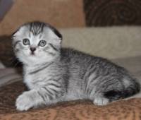 Scottish fold female kitten, silver tabby (sfs ns2