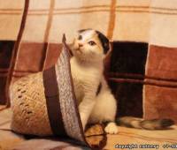 Scottish fold female kitty colour torti-harlequin