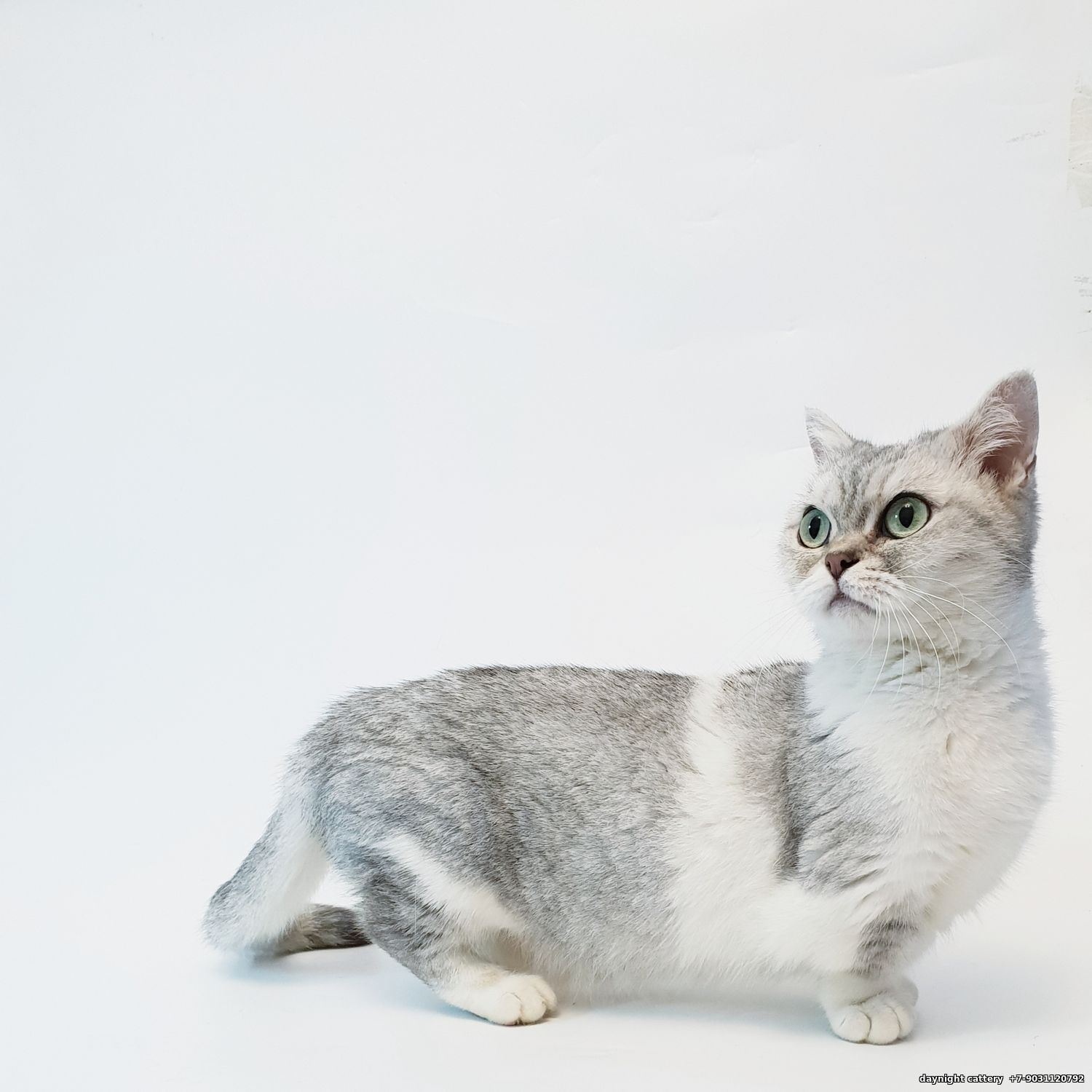 Породы кошек с фотографиями ценами