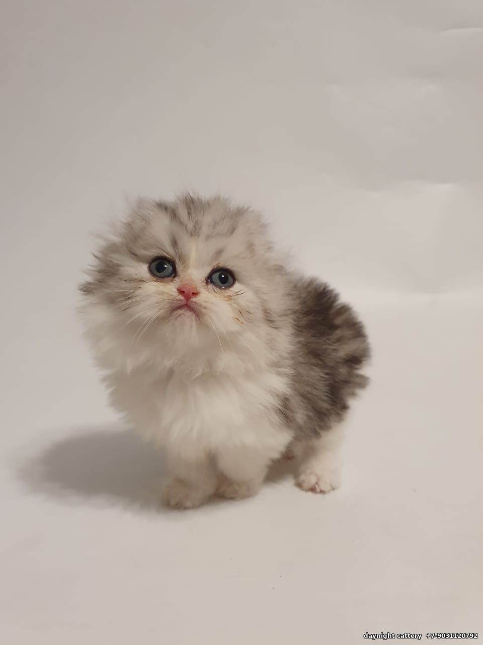 Already at home - SOLD Available, Scottish fold female kitty (ns 22 03)
