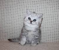 silver tabby female kitty
