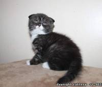 Male kitty, (n03 Black Bicolour, with white)