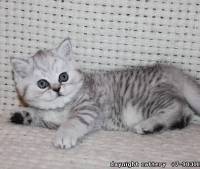 silver tabby female kitty