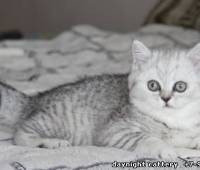 available silver tabby female kitty new photo!!!(n