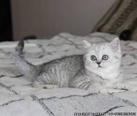 available silver tabby female kitty new photo!!!(n