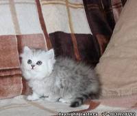 Female kitten, green eyes silver shated (ns1164) f