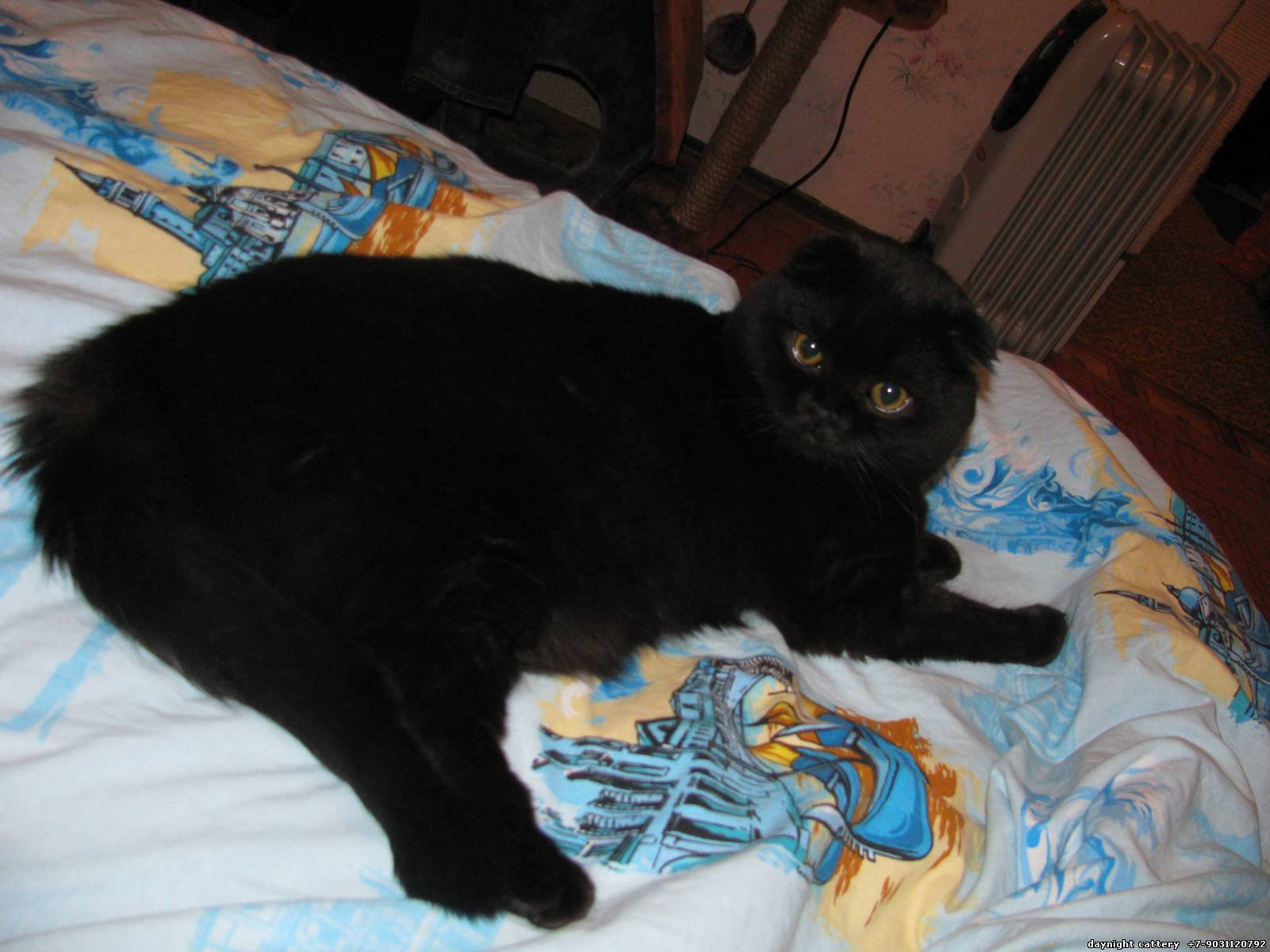 Шотландский черный кот метис