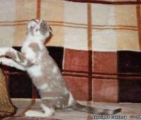 Female Scottish fold kitten lilac (purple) marble