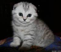 male scottish fold kitten for sale sfs ns 24 show