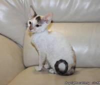 Available Cornish Rex female kitten