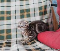 Hunter-Scottish fold male colour:gold-chocolate ma