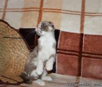 Female Scottish fold kitten lilac (purple) marble