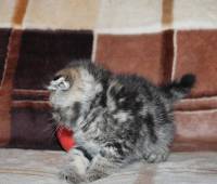 Scottish fold female kitten, green eye (SFS ny22)