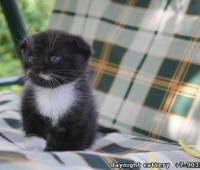 Male Cat, black bi-color
