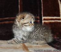 Scottish fold male  kitten, green eye (SFS ny24)