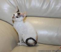 Available Cornish Rex female kitten