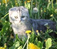 Scottish fold long hair kitty, male(ns22) date bir