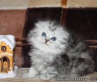 Scottish fold long hair kitty, male