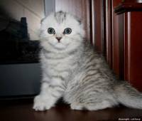 male scottish fold kitten for sale sfs ns 24 show