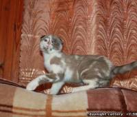 Female Scottish fold kitten lilac (purple) marble