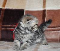 Scottish fold female kitten, green eye (SFS ny22)