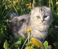 Scottish fold long hair kitty, male(ns22) date bir