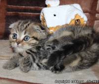 Scottish fold female kitten, green eye (SFS ny22)