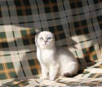 Monkey D. Luffy モンキー・D・ルフィ Scottish fold male kitt