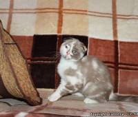 Female Scottish fold kitten lilac (purple) marble