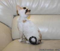 Available Cornish Rex female kitten